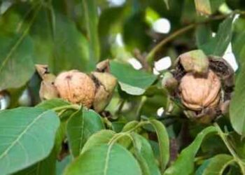 रंग लाया रैबार – इको टास्क फोर्स गढ़वाल और कुमाऊं में फलदार पेड़ लगायेगी